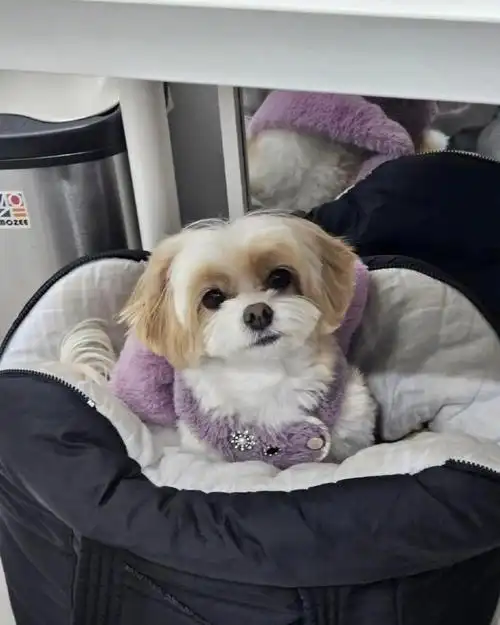 朴灿烈1127生日快乐