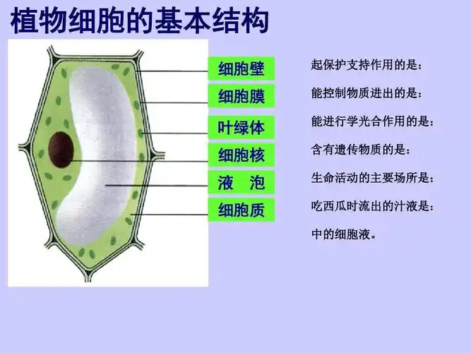 七年级上册生物第二节人和动物细胞的结构和功能