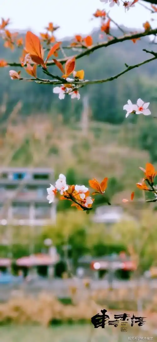 景宁诗意春天风景画册30张壁纸级美图带你感受畲乡浓浓春意
