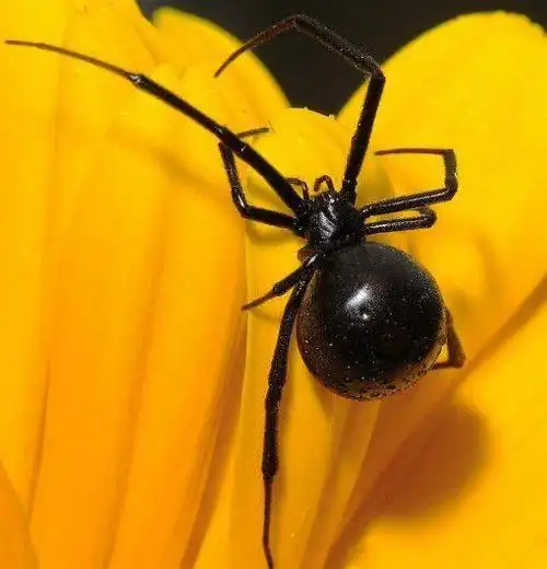 地球上5大最致命的毒蜘蛛,黑寡妇仅第四,第一被吉尼斯记录认可