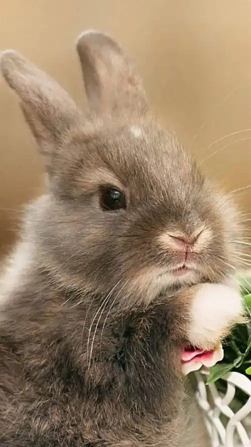 兔子,可爱动物,呆萌,萌萌哒,手机壁纸呆萌小兔子