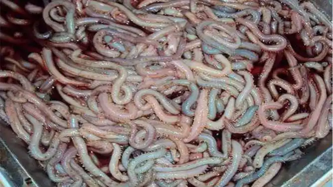 世界上最长的虫子最长记录55米全是粘液太恶心了