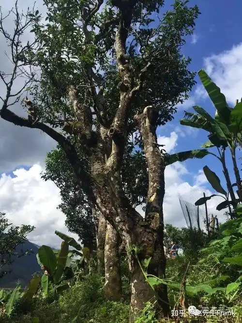 普洱茶的天花板—冰岛老寨