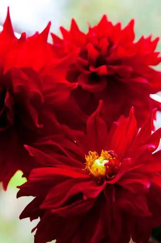 模糊,新鲜,盛开,反射,影子,大丽花,开放,花蕾,花,花瓣,花朵,鲜花,红色