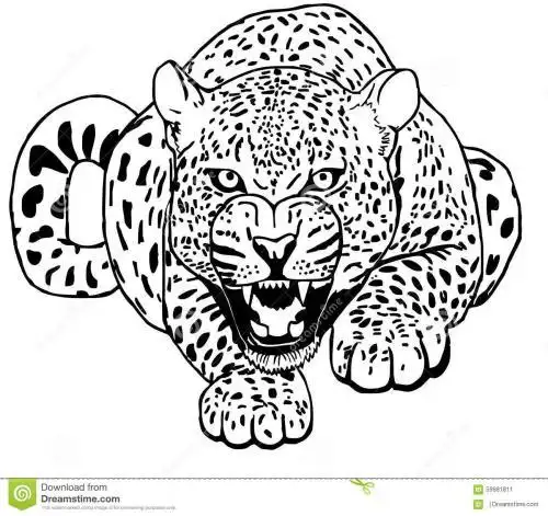 豹子简笔画凶猛又简单