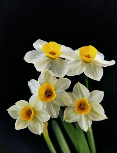 家有水仙在绽放