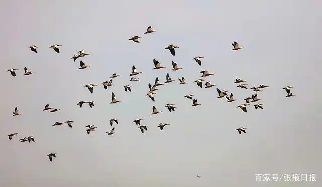 候鸟报春归,一群又一群如约而至张掖湿地翩翩首秀!