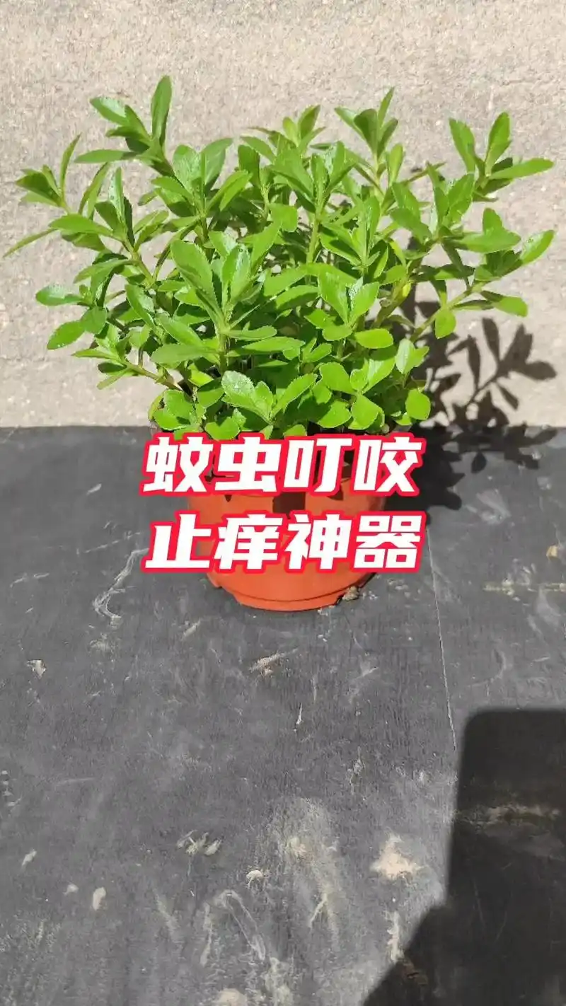 787878今天给大家分享两种神奇的植物,它们都能
