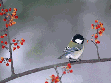 ▼充满欢乐愿你每一天都充满阳光最珍贵的花鸟图送给你