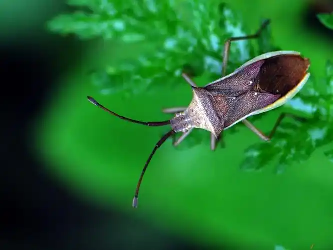中国昆虫半翅目(蝽)