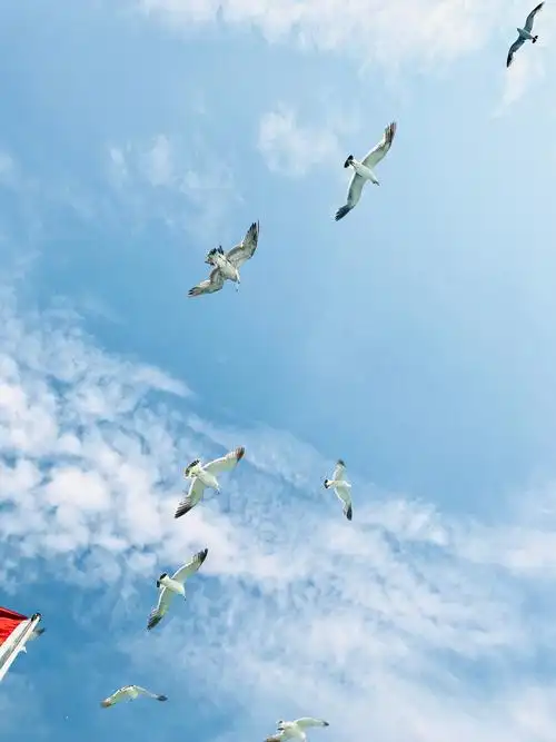 看看大海和海鸥