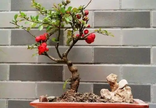 海棠树的风水禁忌,不宜放在庭院中央/窗前(影响运势)