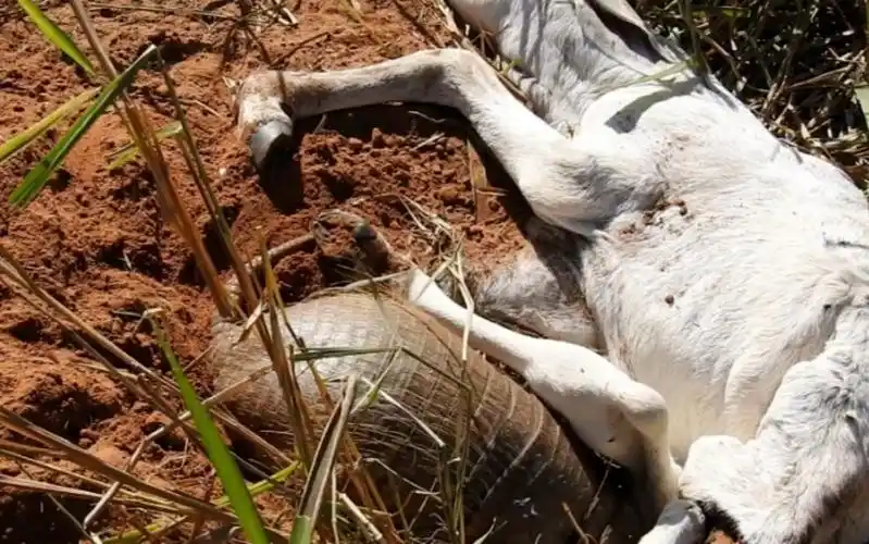 小伙在野外发现死去的山羊,将其挪开后,发现比蟒蛇还惊悚的东西