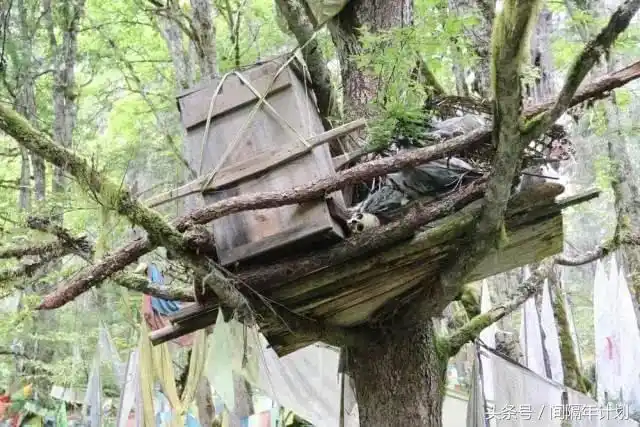 我与逝者擦身而过丨揭秘波密卓龙沟树葬