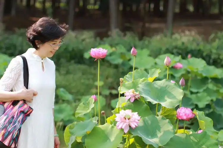 从容入世,清淡出尘…                                   心如莲花