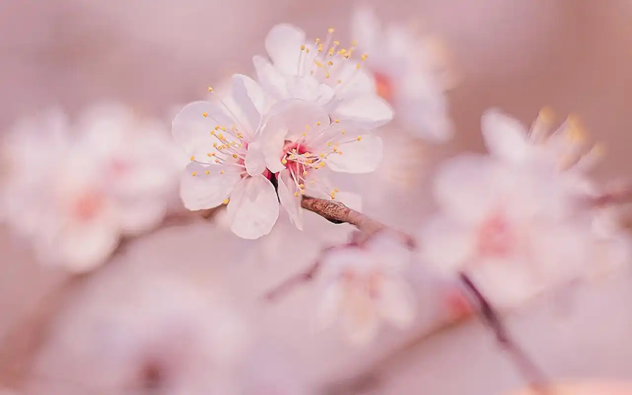 下一张 简介 分享一组1920x1200的唯美粉嫩桃花高清摄影图片电脑壁纸