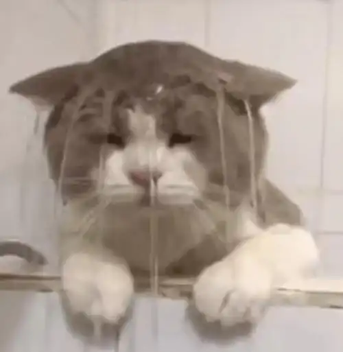 一个猫猫头表情包已解决