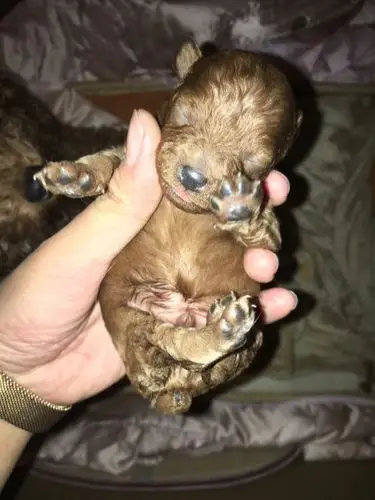 刚出生的泰迪怎么养啊?