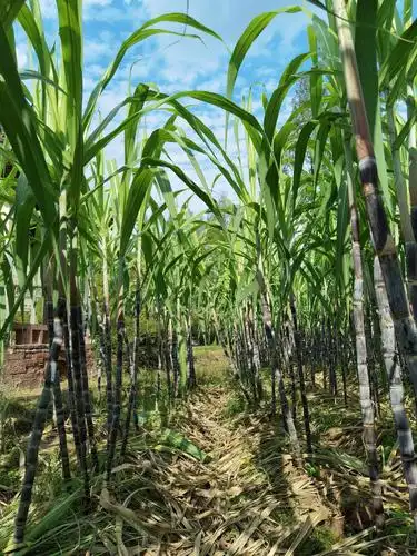 徽州山水文化之旅9.23—28(1)