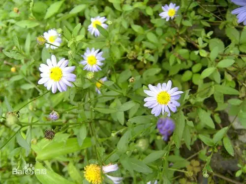 鱼秋串与马蹄草是一种植物吗?