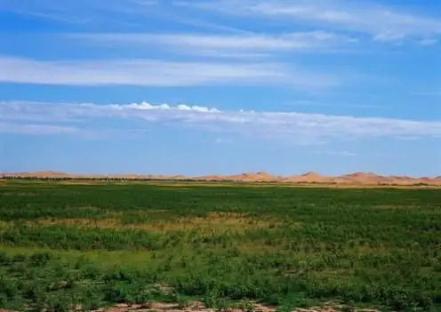 中国第七大沙漠库布其野生动植物多到超乎想象今日头条2018723
