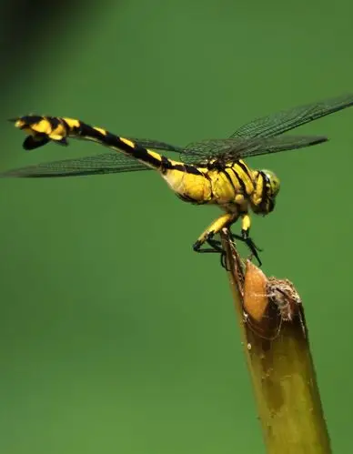 美丽可爱的小蜻蜓