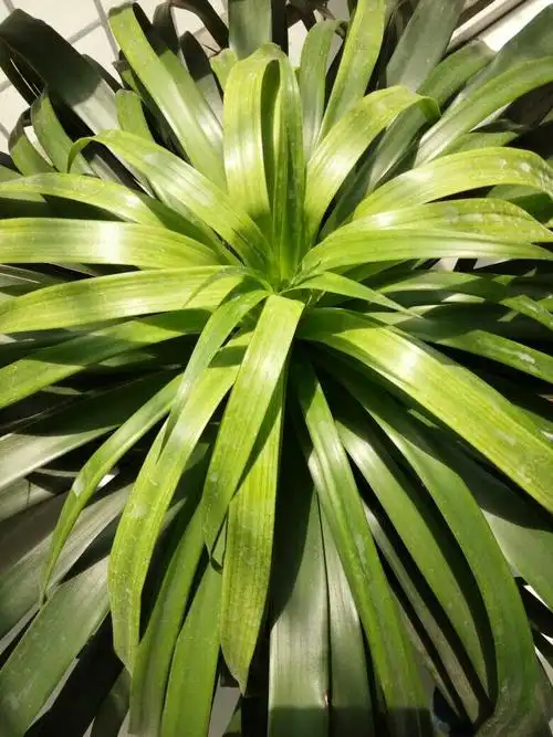 我的龙血兰怎么回事?