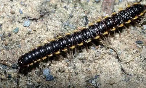 有谁知道这是什么虫子,叫什么名.