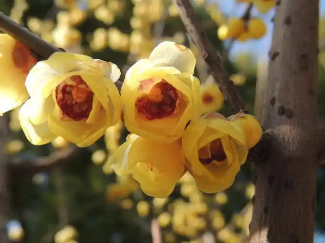 除了充足的养分供应和好的品种,还有修剪是很关键的,我们知道,腊梅的