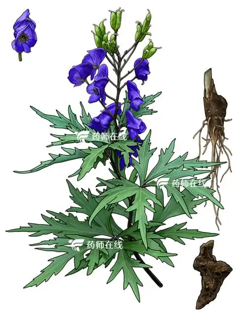 那么草乌,川乌与附子在性能特点和作用强弱上有什么区别?