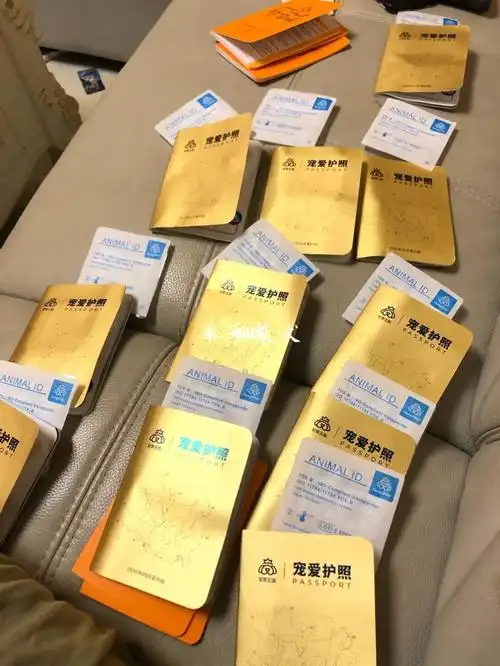 宝贝们的cku护照和芯片到啦～ 11个柴犬宝宝的护照芯片全部整理完毕