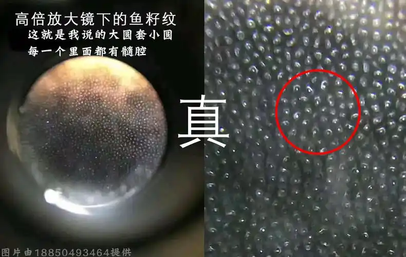 看过这篇文章,你可以分辨市面犀角藏品真假