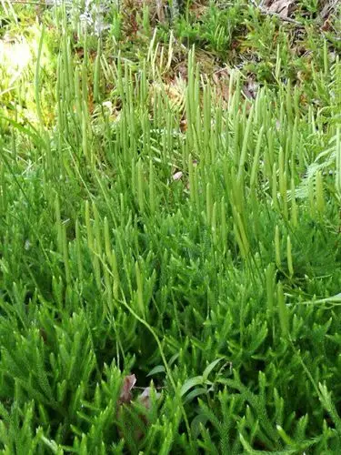 民间俗称的壮阳草