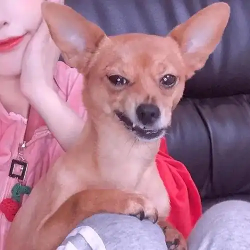 情侣头像情头界的扛把子(情侣头像一见倾心情头)(38)