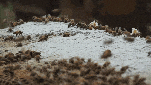 600_338gif 动态图 动图