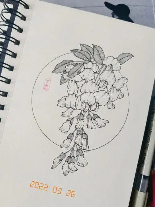线描练习60紫藤花