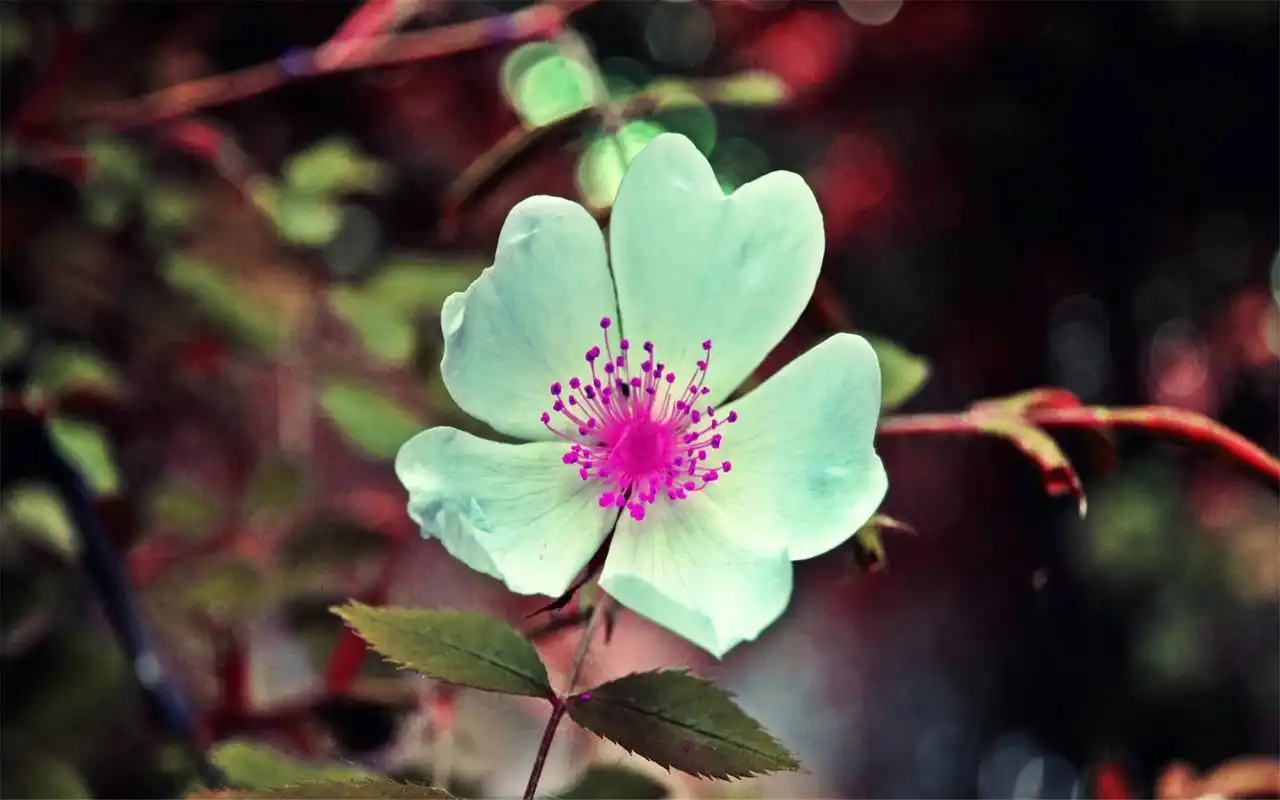 唯美清新风格花卉桌面壁纸-风景壁纸-手机壁纸下载-美桌网