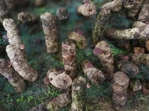 局长一行来到永安镇崇新村考察马桑菌基地及双联支部河道绿化美化情况