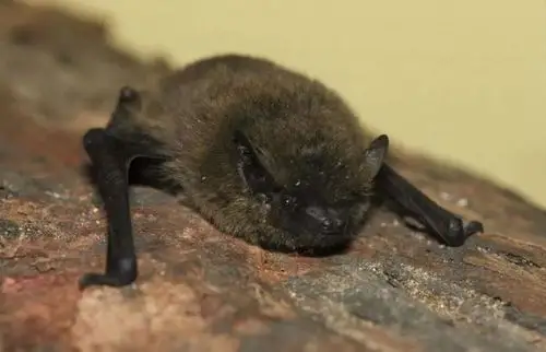 东方伏翼是北京最常见的蝙蝠