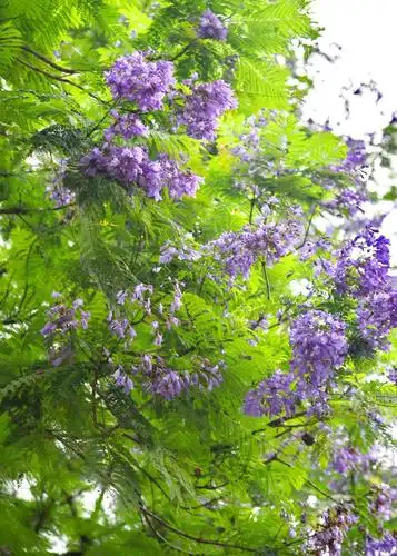 其它 蓝花楹盛开体育公园 写美篇摄影:朝东 编辑:朝东 出品:朝东 2020