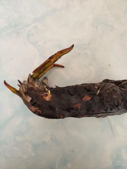 睡莲根块鱼缸池塘水池水培植物-双益组合