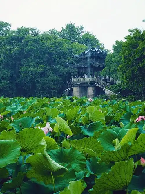 24雨季中#杭州西湖#的美景~美轮美奂,不想走了#旅行#期待下次再见杭州