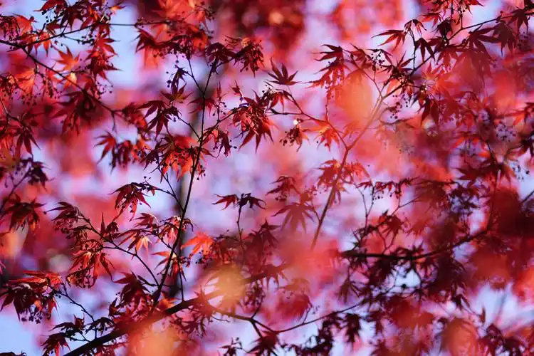 图丽发布firin 100mm f/2.8 fe macro镜头