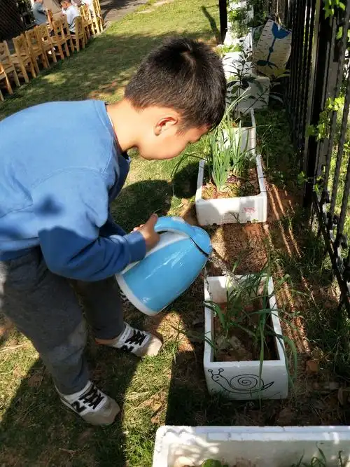 "植物追踪记"新狮街道中心幼儿园---中一班小朋友种