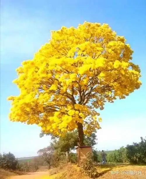 这是木棉树和橡树,希望你想的人,也作为树的形象和你站在一起.