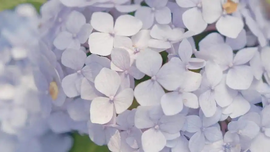 电脑壁纸 花卉 鲜花 绣球花清新浪漫微距摄影