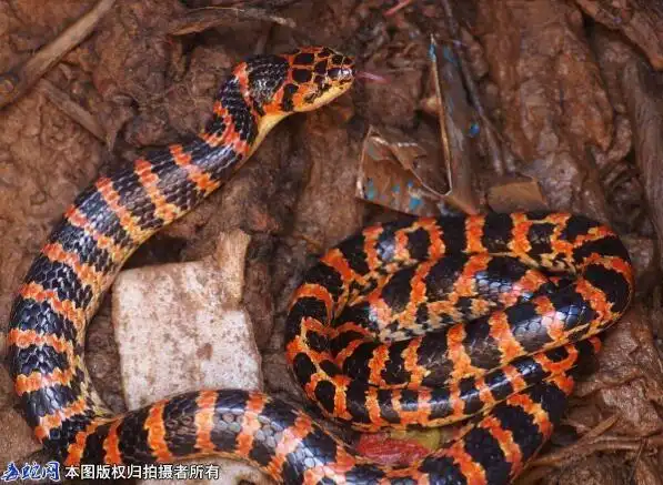6,赤链蛇(微毒蛇)