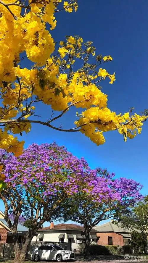 澳洲grafton镇的蓝花楹节