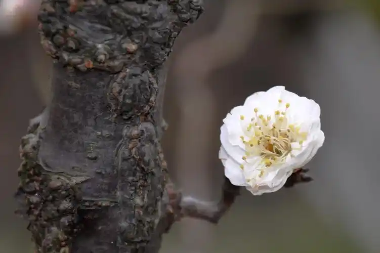 虬枝花茂 龙游梅 赏梅 城市里的梅花 高高挂起 龙游梅 孤傲 梅花与