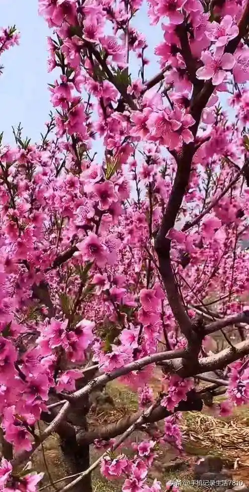桃花园像一片粉红海洋,微风吹来桃花随风摆动,宛如跳舞的小姑娘